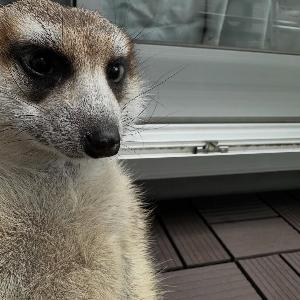 Рофляночка